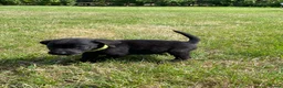 Labrador Retriever dogs for sale: Labrador puppies in Sittingbourne - Advert 8