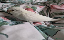 Parakeets birds for sale: Hand reared tamed white and cobalt Quaker parrots  - Image 11