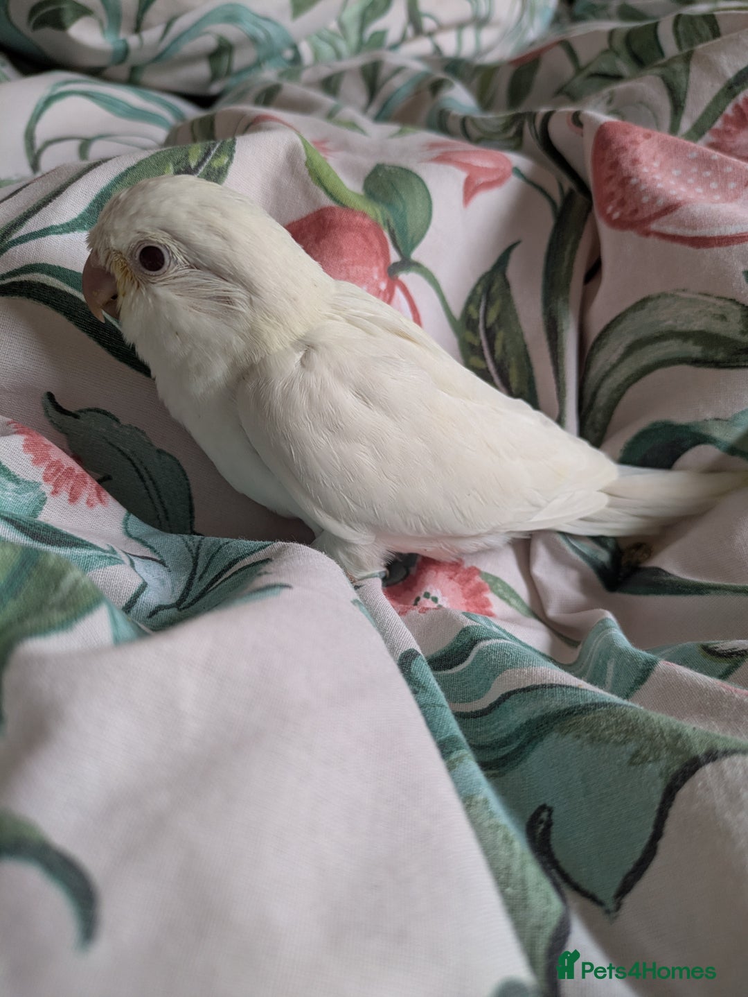 Parakeets birds for sale: Hand reared tamed white and cobalt Quaker parrots  - Image 11
