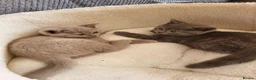 British Shorthair cats for sale: 4 adorable British Shorthair kittens - Advert 9