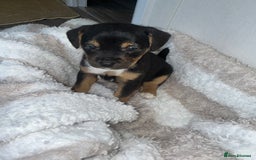 Jack Russell dogs for sale: Jack Russel puppies  - Image 5