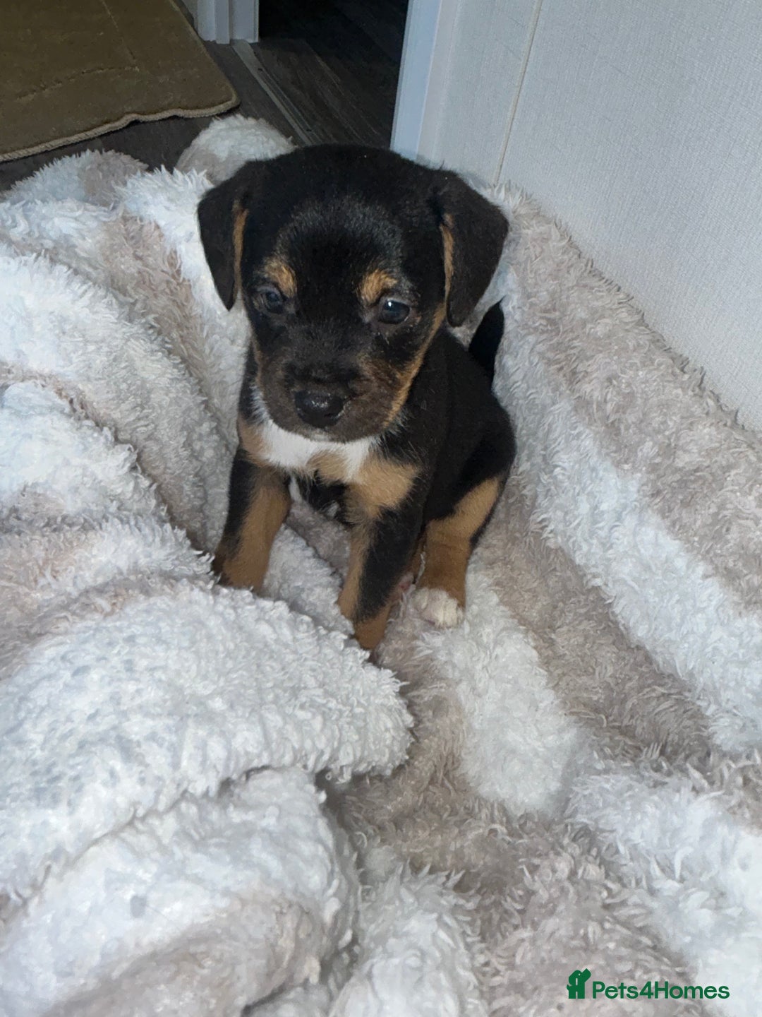 Jack Russell dogs for sale: Jack Russel puppies  - Image 5