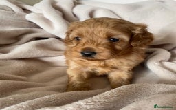 Cavapoo dogs for sale: Toy Cavapoo F1b puppy's for sale - Image 5