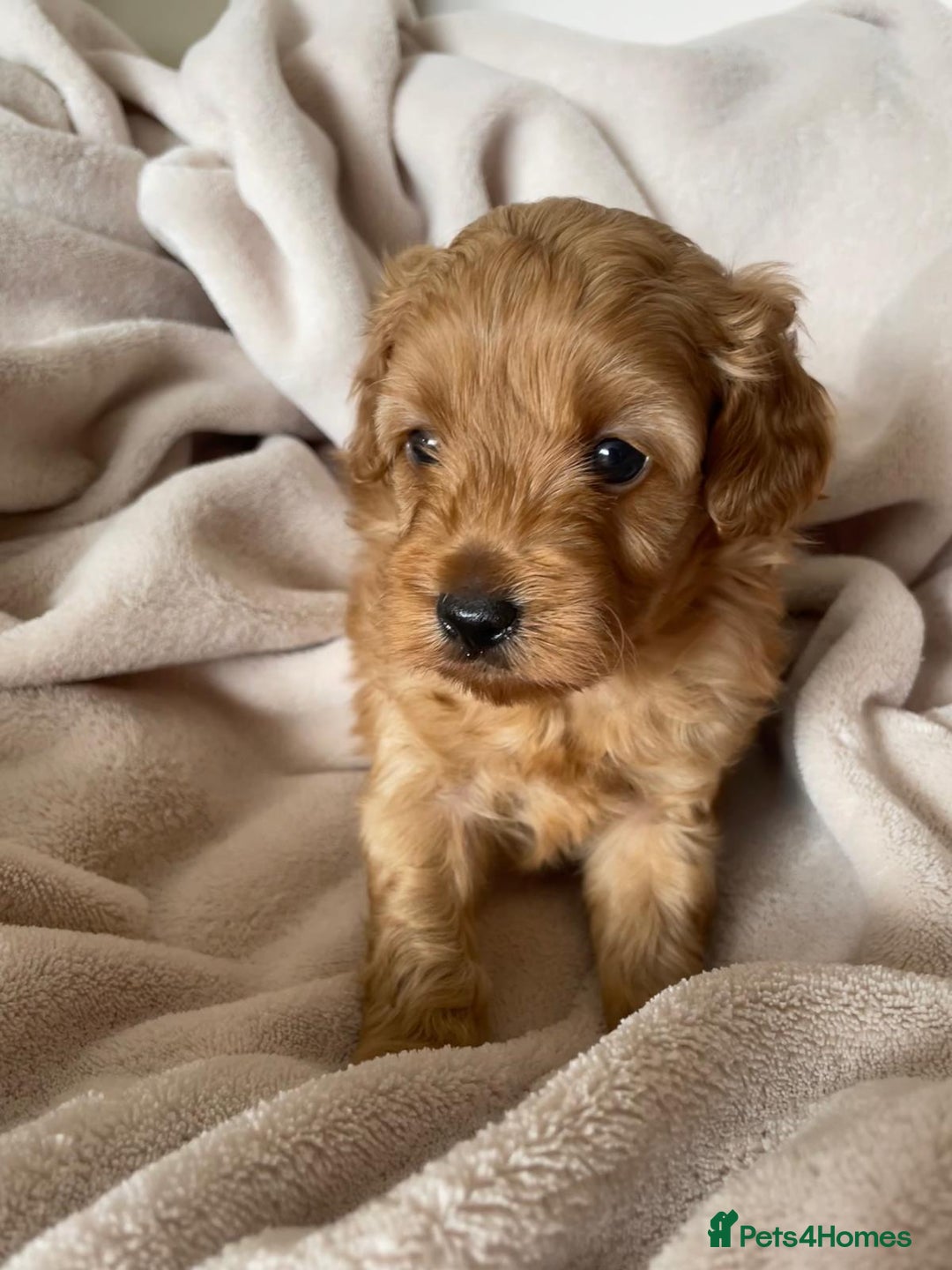 Cavapoo dogs for sale: Toy Cavapoo F1b puppy's for sale - Image 5