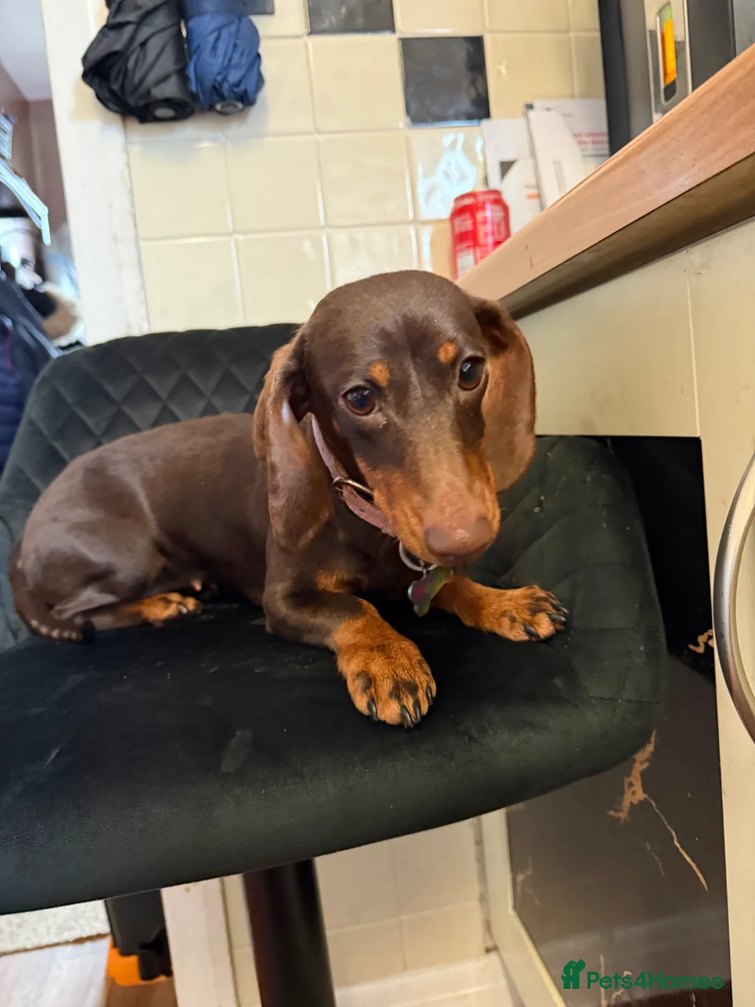 Miniature Dachshund dogs for sale: Miniature dachshund Girl   in York - Advert 1
