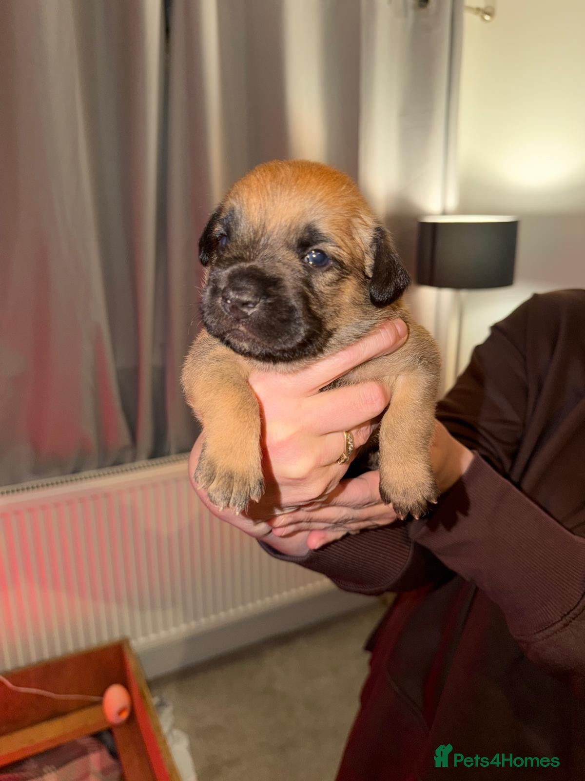 Mixed Breed dogs Fenchie-Bedlington - Advert 10