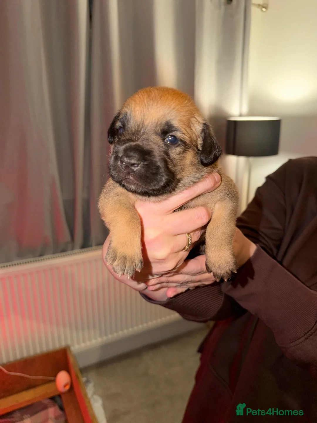 Mixed Breed dogs for sale: Fenchie-Bedlington - Advert 1