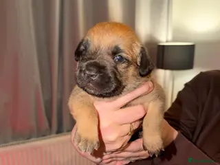 Mixed Breed dogs Fenchie-Bedlington - Advert 5