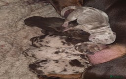 Dachshund dogs for sale: daschund puppies 1 chocolate male left - Image 2