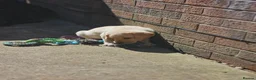 Labrador Retriever dogs for sale: Outstanding litter of 7 KC Reg Labrador Pups - Advert 4
