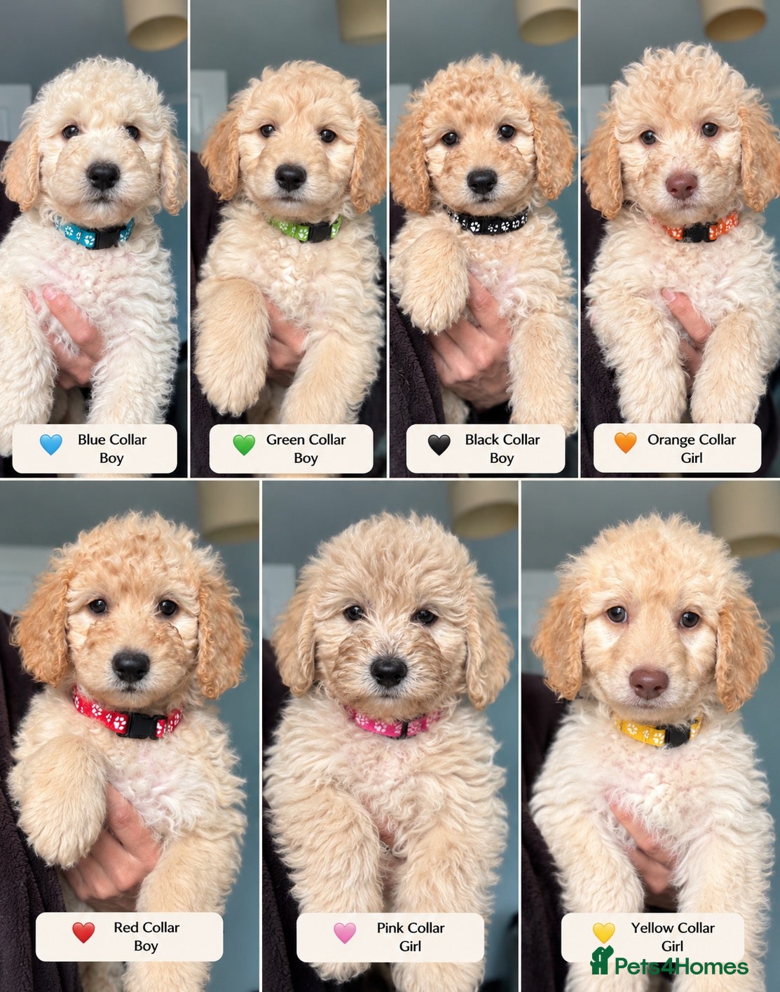 Mini Goldendoodle dogs F1B MINI GOLDENDOODLE PUPPIES – READY NOW 🐾 - Advert 1