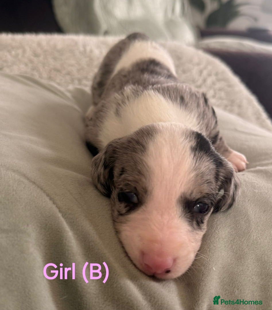 Doxiepoo dogs Miniature Doxiepoo Puppies for Sale - Advert 2