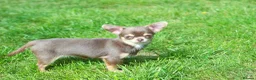 Chihuahua dogs for sale: Extremely Small Lilac and tan chihuahua girl  - Advert 3