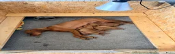 Hungarian Vizsla dogs for sale: Short haired Hungarian Viszla - Advert 12