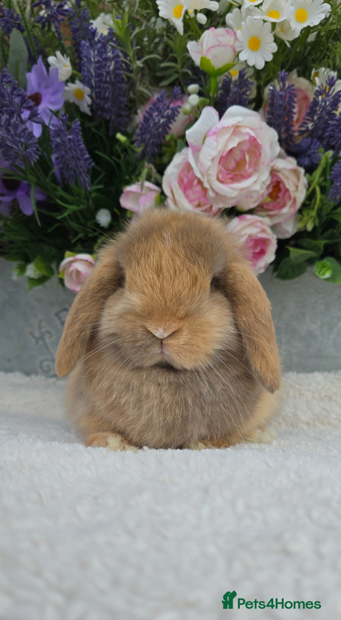 Mini Lop rabbits Beautiful quality mini lops - Advert 2