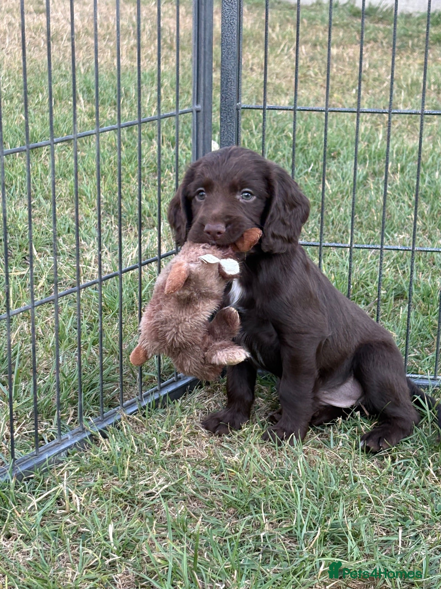 Sprocker dogs Fully DNA Health Tested F1 Sprocker Puppies - Advert 1