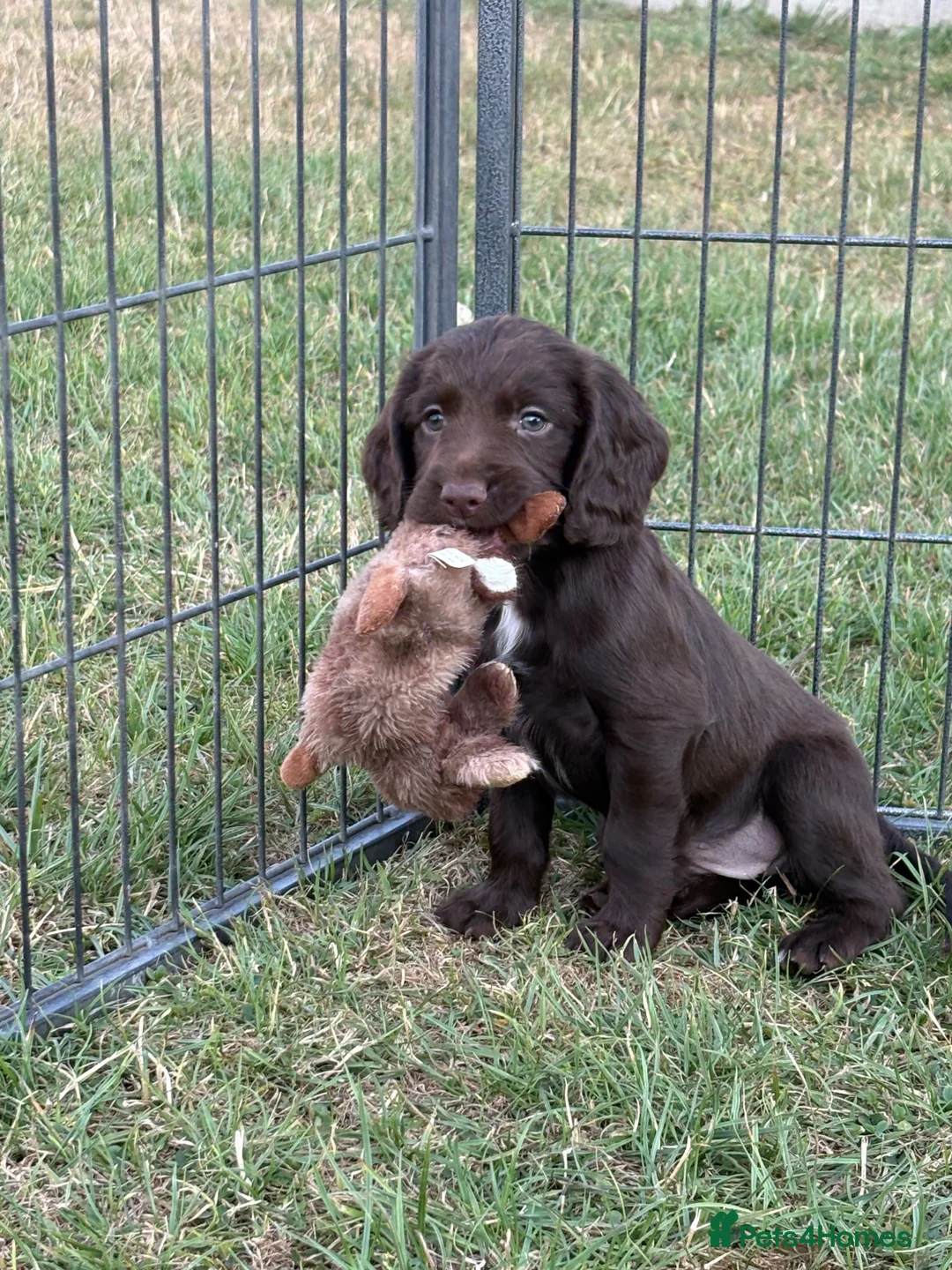 Sprocker dogs for sale: Fully DNA Health Tested F1 Sprocker Puppies - Advert 1