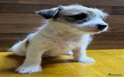 Mixed Breed dogs for sale: Jack Russell with a hint of Bichon Frise. - Image 14