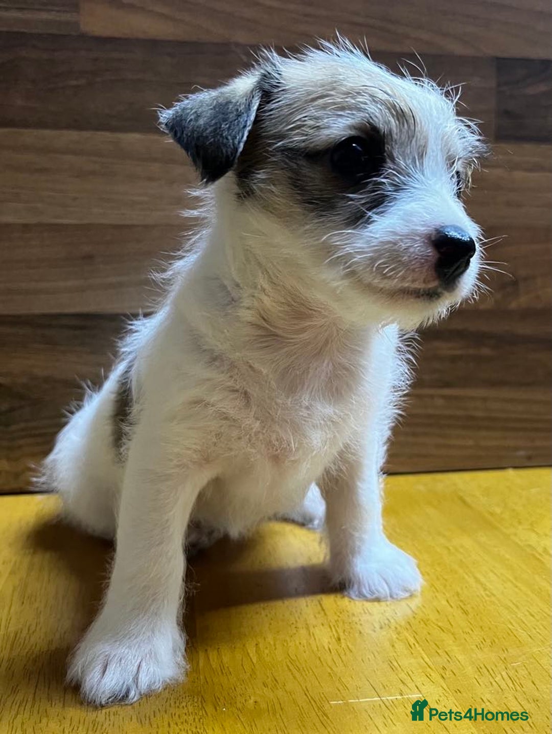 Mixed Breed dogs for sale: Jack Russell with a hint of Bichon Frise. - Image 14