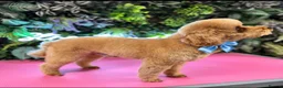 Toy Poodle dogs for stud: KC proven &  fully extensively health tested  - Advert 2