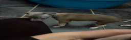 Italian Greyhound dogs for sale: Italian Greyhound puppies ready to leave  - Advert 7