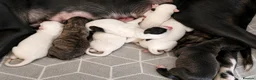 Mixed Breed dogs for sale: Dalmatian × Greyhound/Saluki Puppies - Advert 7