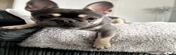 French Bulldog dogs for stud: male French bulldog for stud  - Advert 5