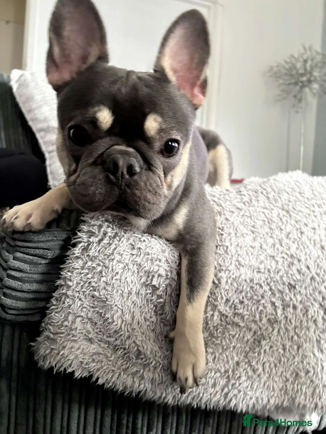 French Bulldog dogs for stud: male French bulldog for stud  - Advert 5