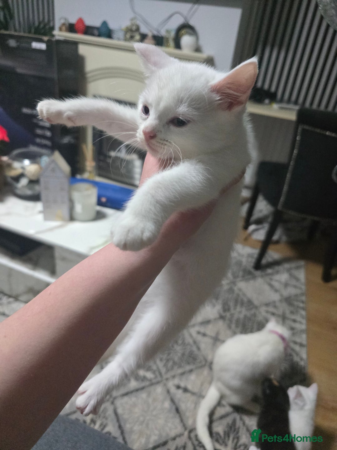 Mixed Breed cats for sale: 2 white kittens and 1 3-coloured for sale - Advert 11