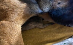 Mixed Breed dogs for sale: Belgium malinois x bull lurcher  - Image 5