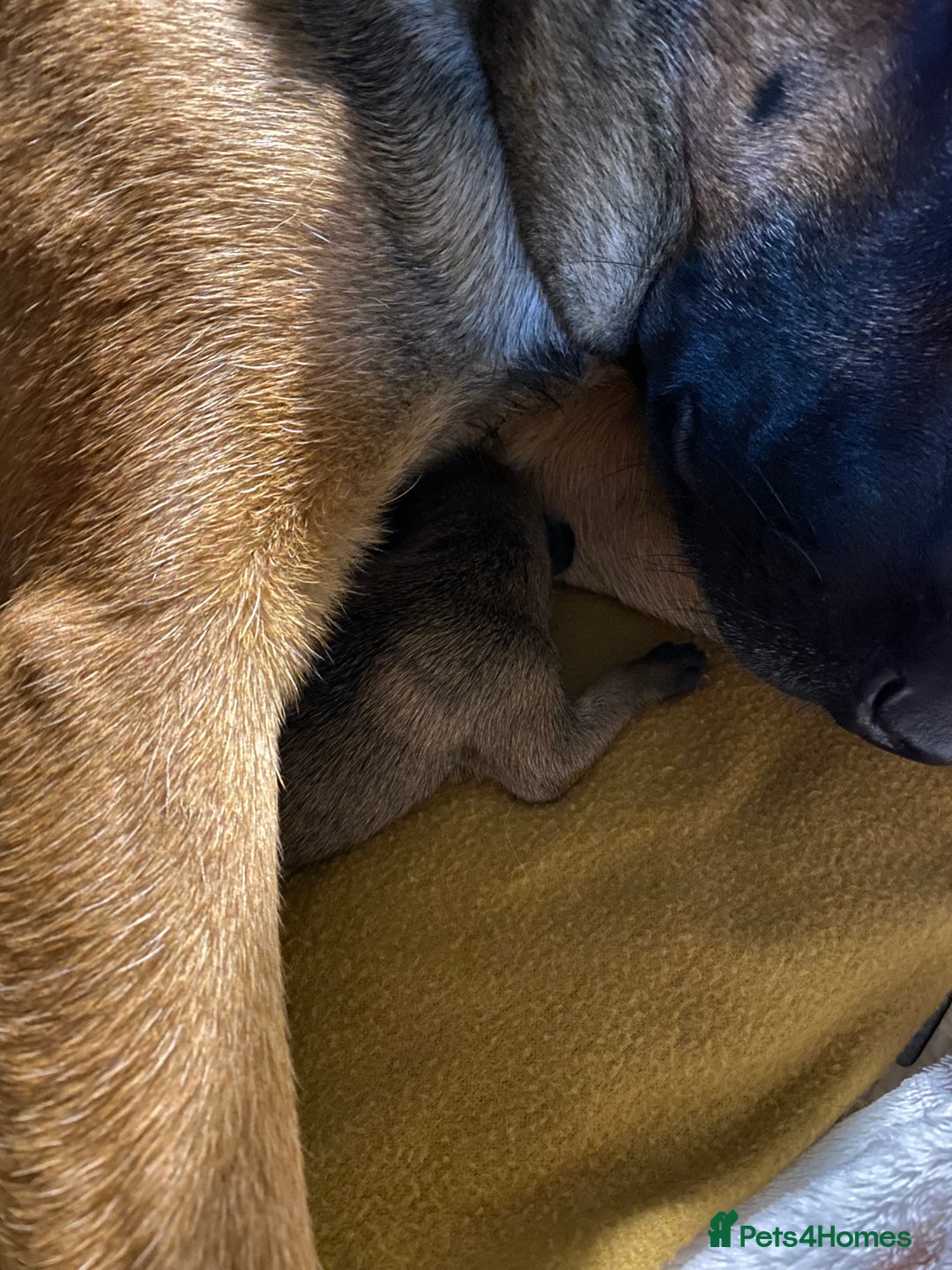 Mixed Breed dogs for sale: Belgium malinois x bull lurcher  - Image 5