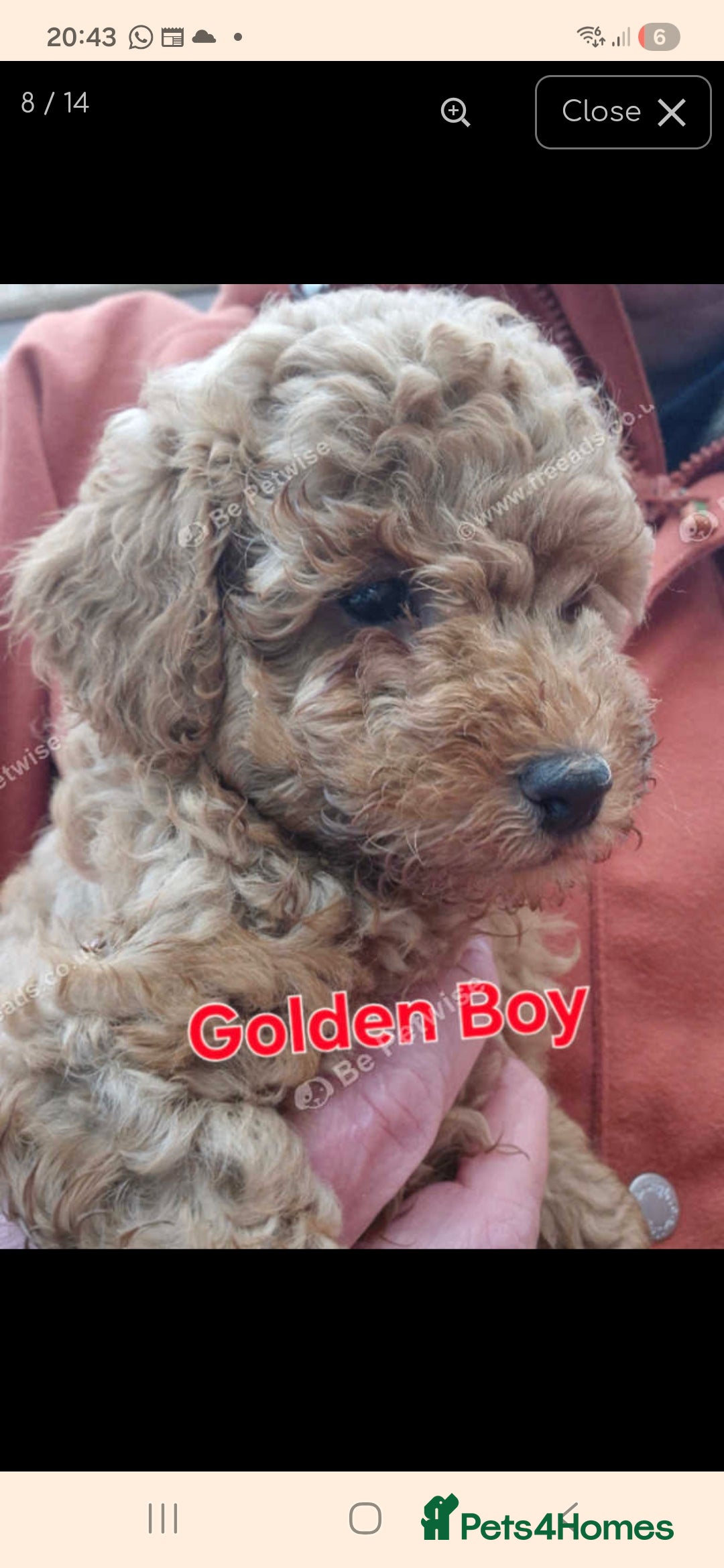 Miniature Poodle dogs for sale: Stunning poodles puppies  ready now   - Advert 6
