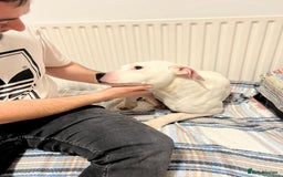 American Bulldog dogs for sale: Thor 5 months male American bulldog  - Image 5