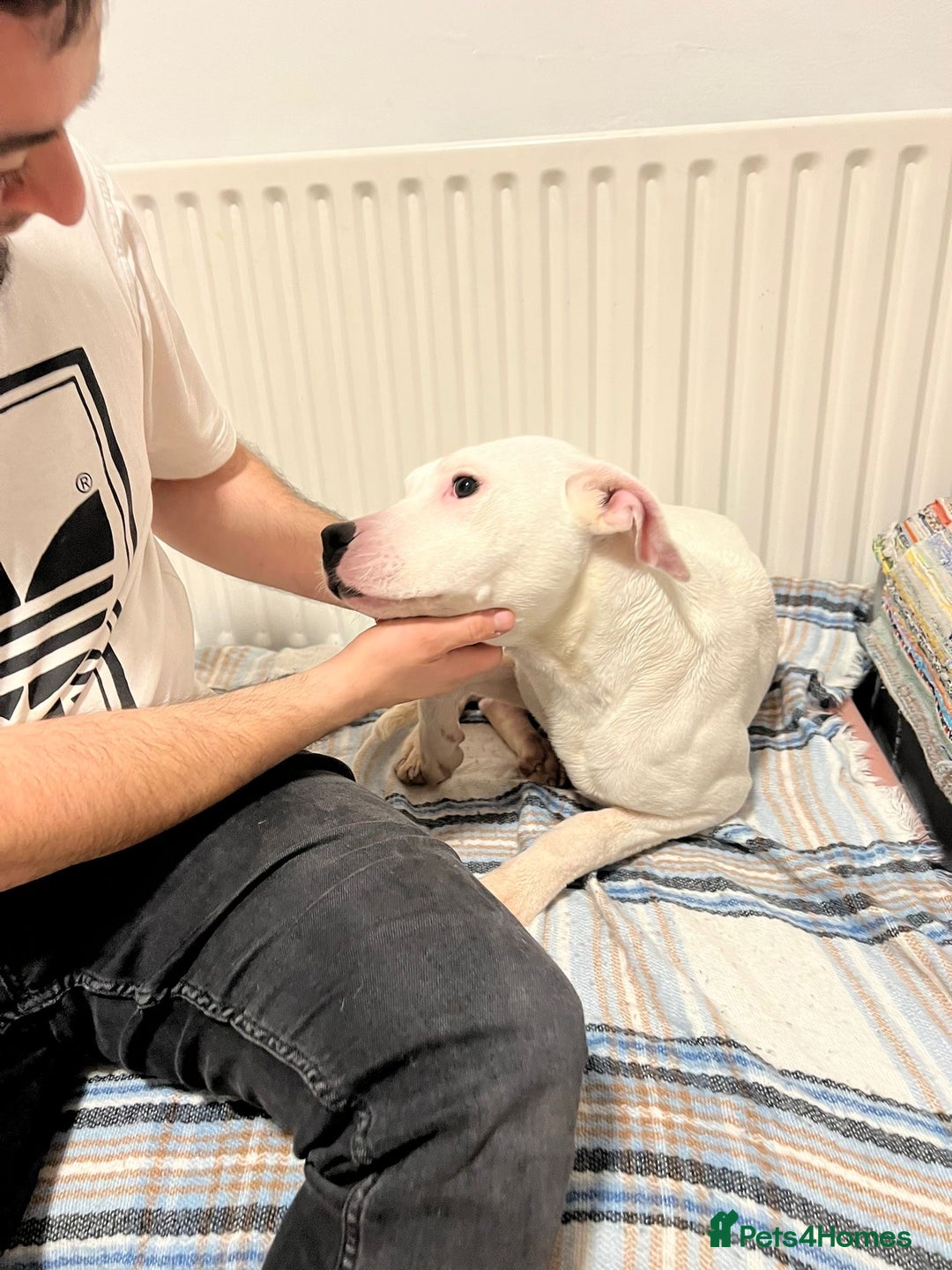 American Bulldog dogs for sale: Thor 5 months male American bulldog  - Image 5