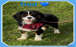 Cavalier King Charles Spaniel dogs for sale: 🐾 ADORABLE CAVALIER KING CHARLES SPANIEL PUPPIES  - Image 2