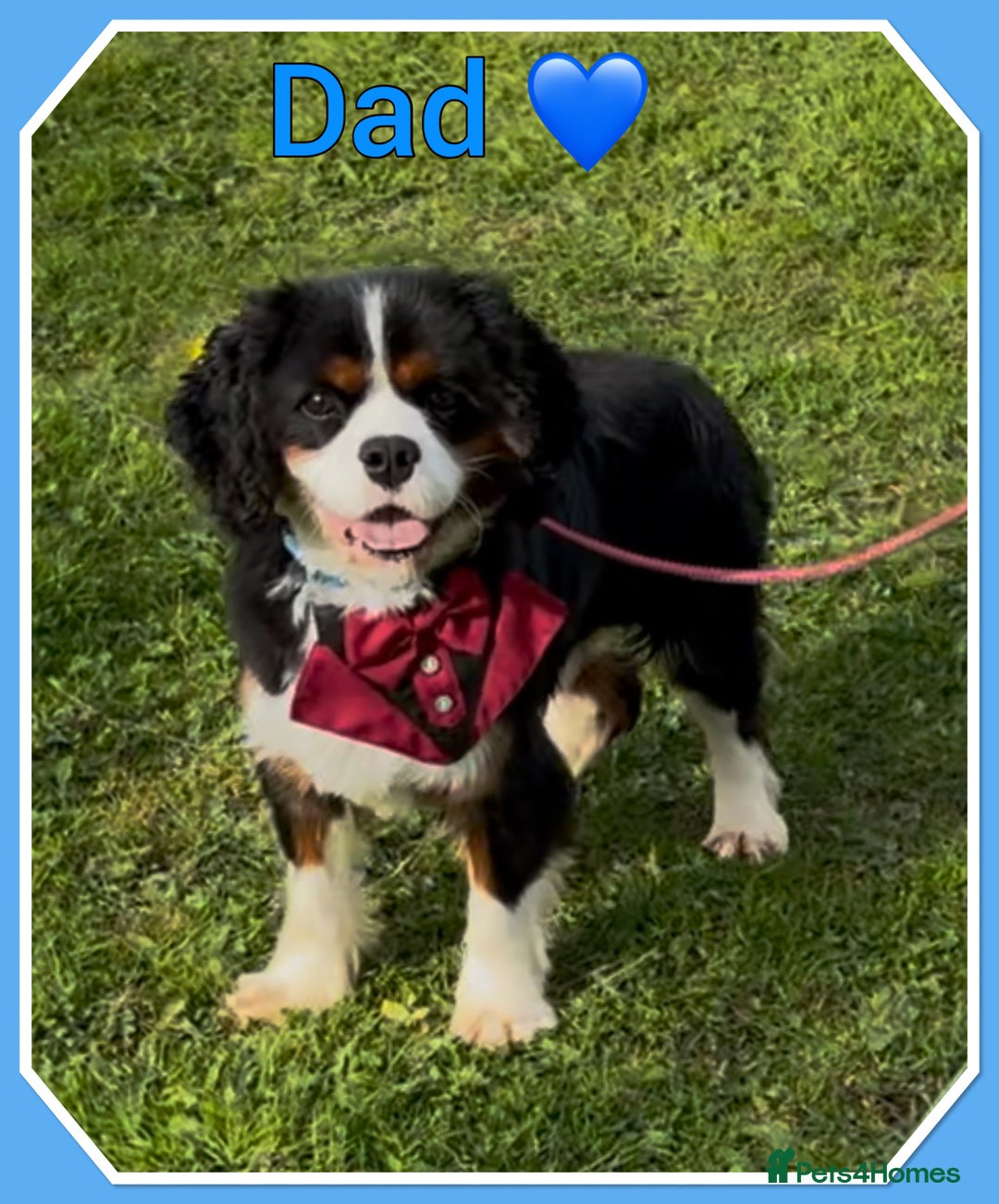 Cavalier King Charles Spaniel dogs for sale: 🐾 ADORABLE CAVALIER KING CHARLES SPANIEL PUPPIES  - Image 2