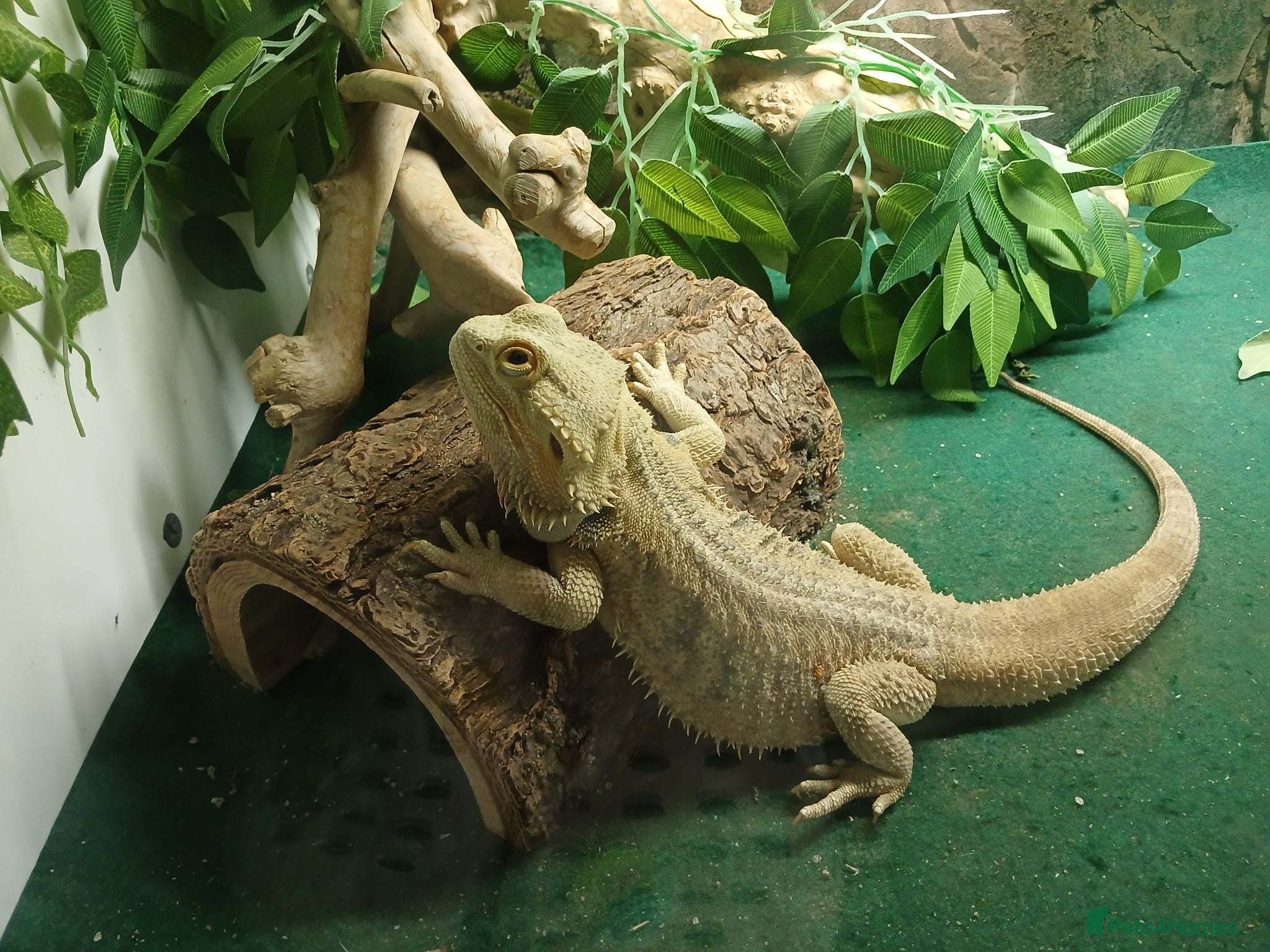 Bearded Dragon reptiles Bearded dragon and full setup  - Advert 4