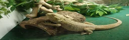 Bearded Dragon reptiles for sale: Bearded dragon and full setup  - Advert 1