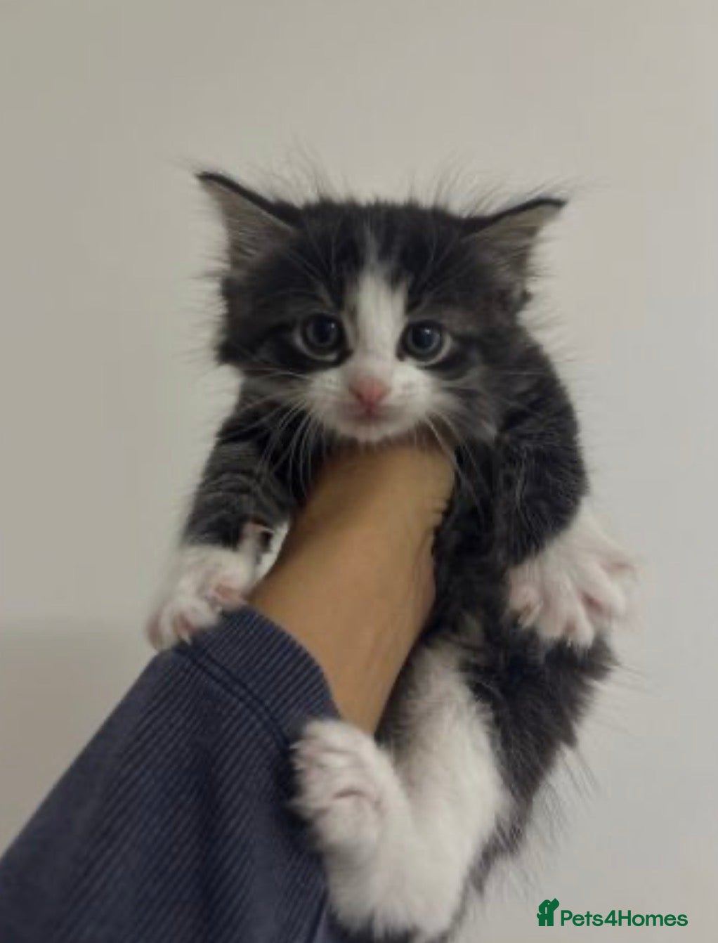 Ragdoll cats for sale: Ragdoll x bengal kittens  - Advert 4