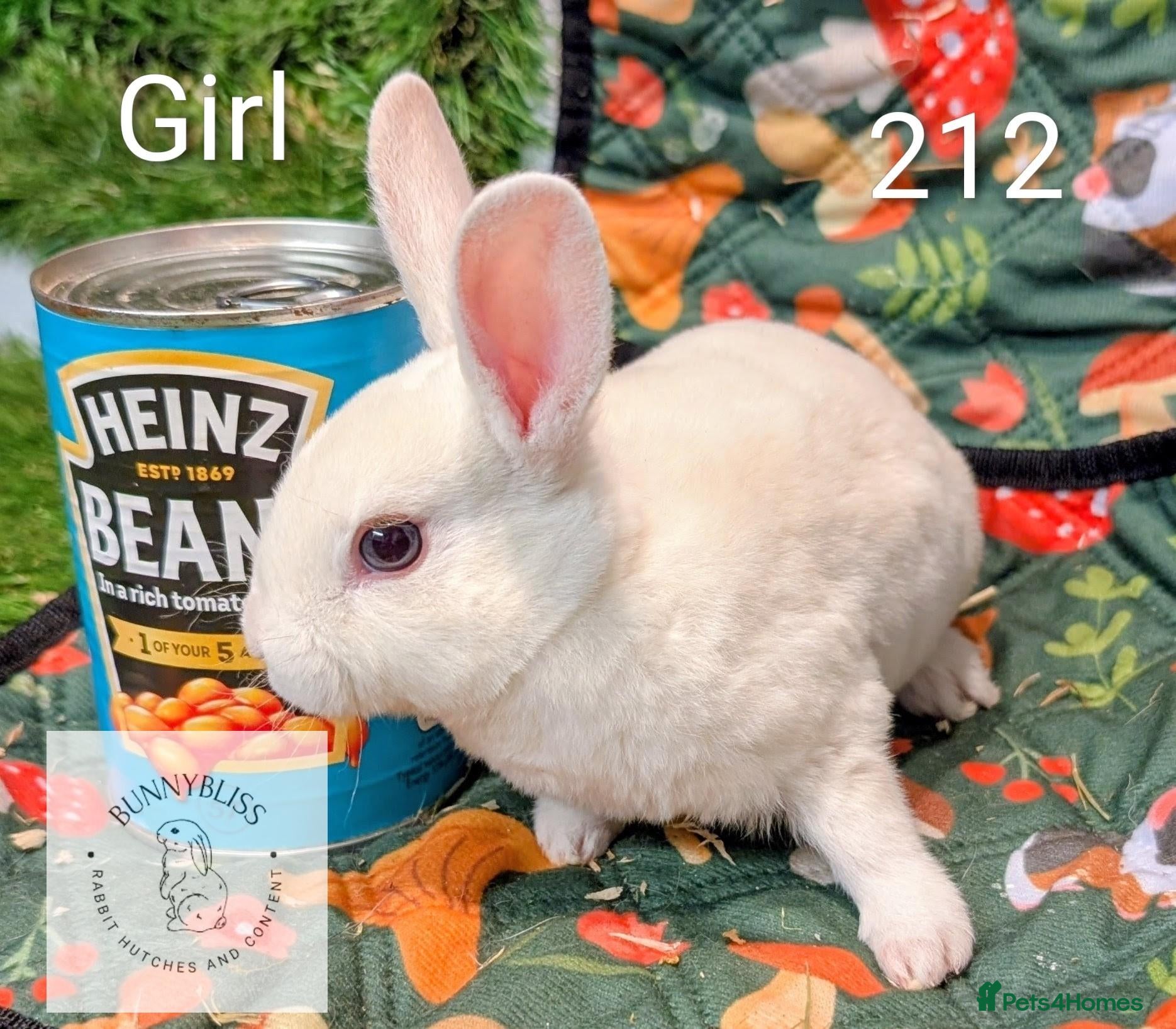Rex rabbits Mini Rex Pedigree bunnies for reserve!  - Advert 2
