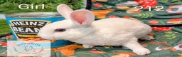 Rex rabbits for sale: Mini Rex Pedigree bunnies for reserve!  - Advert 1