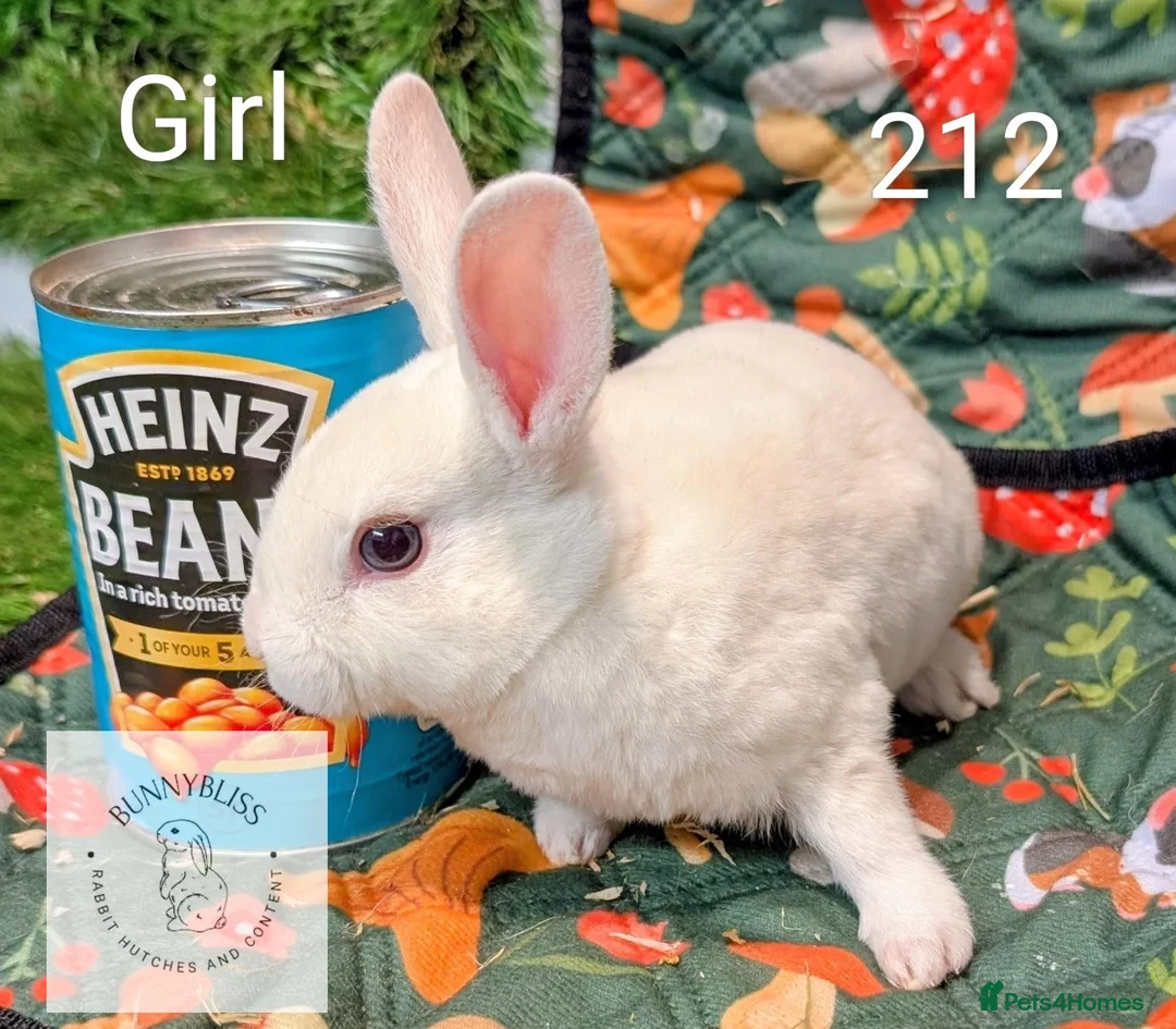 Rex rabbits for sale: Mini Rex Pedigree bunnies for reserve!  - Advert 1