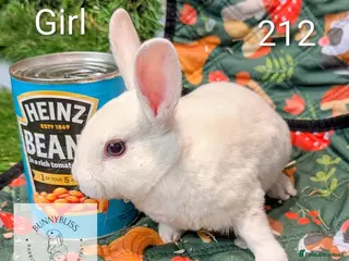 Rex rabbits Mini Rex Pure bred bunnies for reserve! - Advert 1
