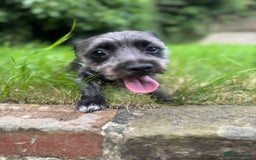 Mixed Breed dogs for stud: Looking for male stud  - Image 3