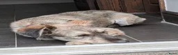 Mixed Breed dogs for adoption: Gorgeous scruffy boy Woody needs a forever home  - Advert 2