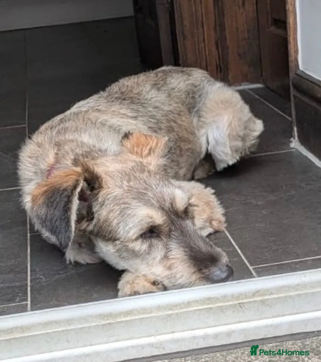 Mixed Breed dogs for adoption: Gorgeous scruffy boy Woody needs a forever home  - Advert 2