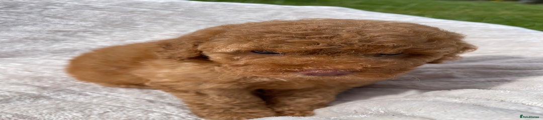 Cockapoo Puppy 5