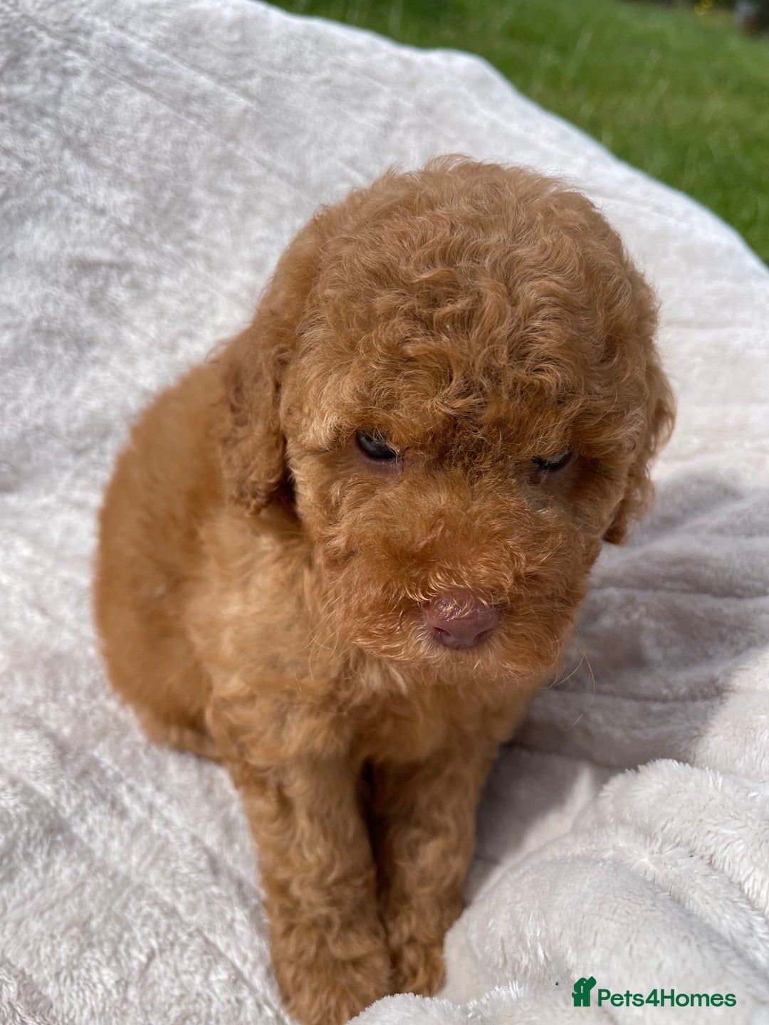 Cockapoo dogs for sale: Chocolate F1b Cockapoo’s - Image 5