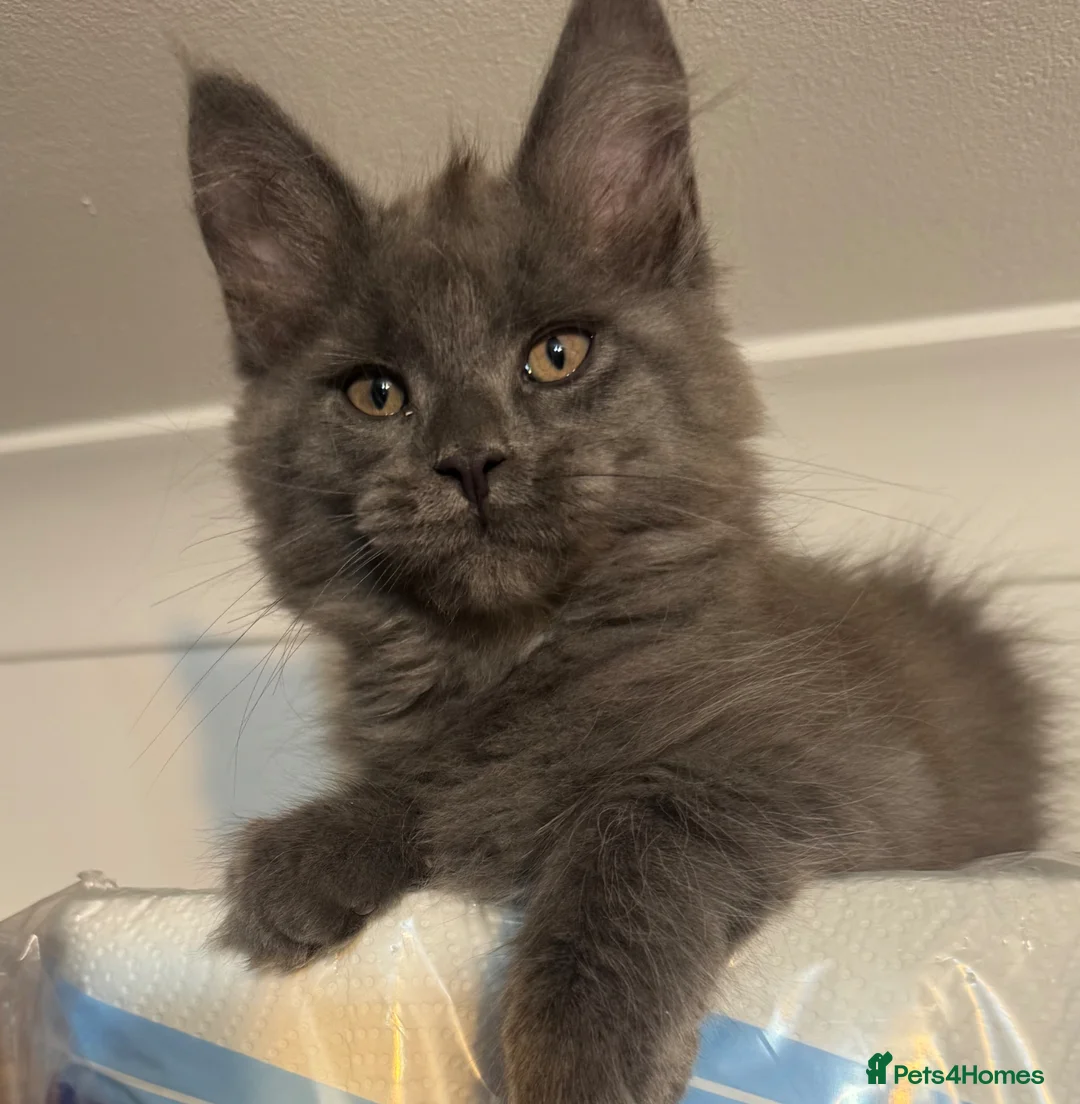 Maine Coon cats for sale: Large female Maine Coon kittens  - Advert 19