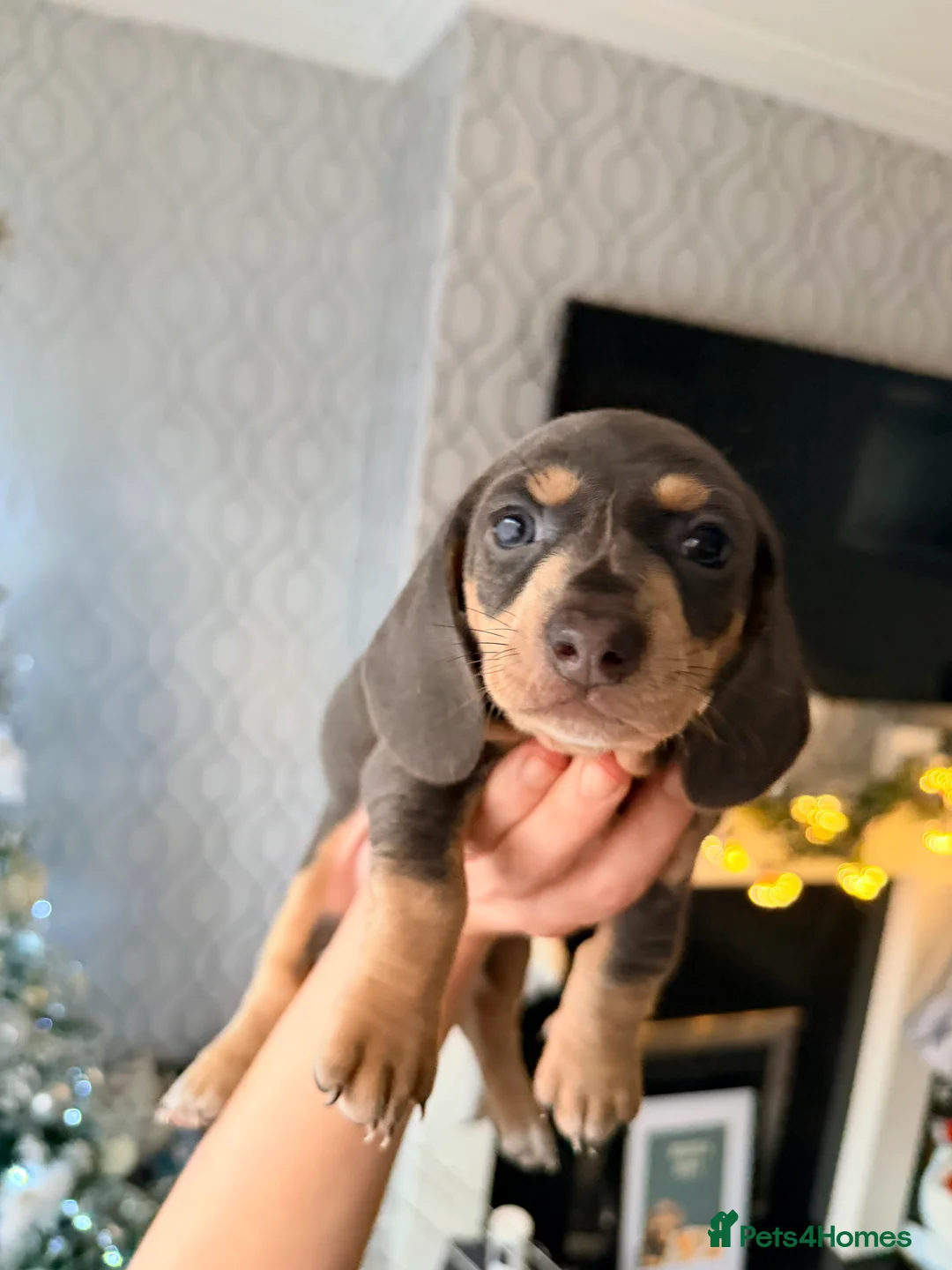 Dachshund dogs for sale:  Family dogs first puppies - stunning Dachshunds  - Advert 19